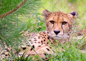 Cheetah - 7 augustus 2008 - Overloon